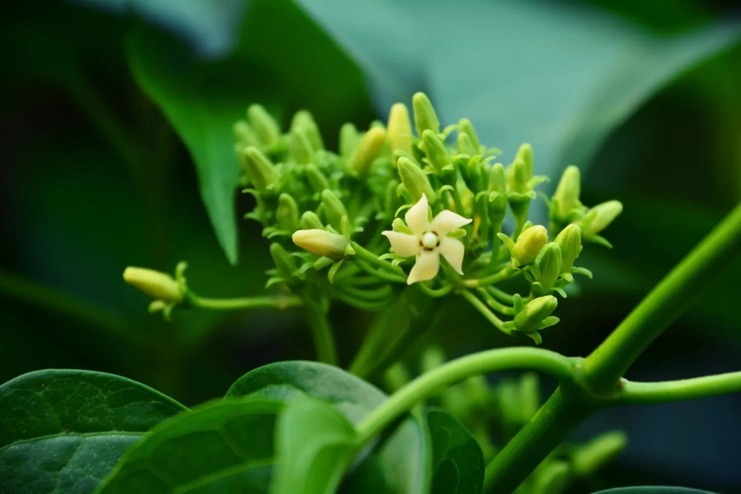 GlucoZen Gymnema Sylvestre ingredient for sugar cravings